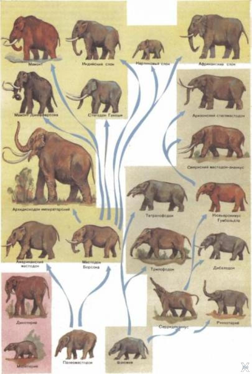 Примеры переходных форм и филогенетических рядов. Древо эволюции хоботных. Филогенетический ряд хоботных. Филетическая Эволюция хоботных. Предки слонов филогенетический ряд.