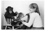 Проект Ним: можно ли очеловечить обезьяну, если растить её в семье как обычного ребёнка и что из этого вышло