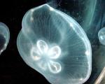 Мировой океан скоро окажется во власти медуз