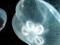 Мировой океан скоро окажется во власти медуз