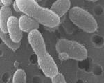 Ученые воскресили доисторические бактерии