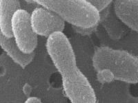 Ученые воскресили доисторические бактерии