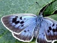 Ученые воскресили вымерший вид бабочек