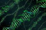 Расшифровка генома человека скоро будет завершена