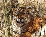 Вымирающих тигров будут считать по ДНК экскрементов