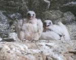 В Гренландии найдено древнее гнездо кречетов