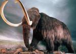 Как учёные к 2025 году собираются возродить мамонтов, вымерших 4000 лет назад