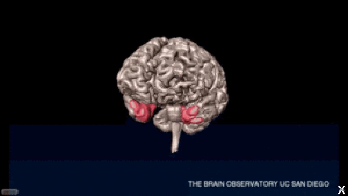 Умершие клетки мозга. Мозг анимация. Пульсирующий мозг. Анимированный мозг.