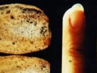 Загадка окаменелого человеческого пальца возрастом в 100 миллионов лет