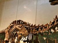 Динозавры весили вдвое меньше, чем считается