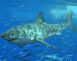 Большие белые акулы используют приемы серийных убийц
