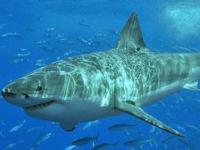 Большие белые акулы используют приемы серийных убийц