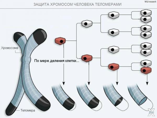 Защита хромосом теломерами