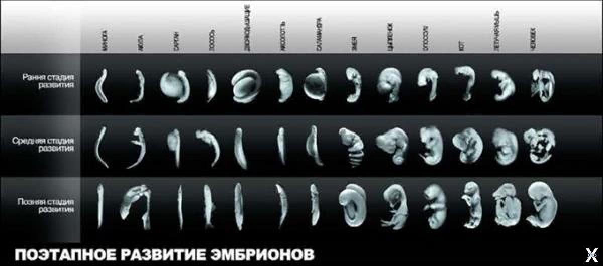 Стадии эмбриона. Стадии развития человеческого эмбриона. Этапы формирования человеческого эмбриона. Фазы развития эмбриона человека. Этапы развития зародыша человека.