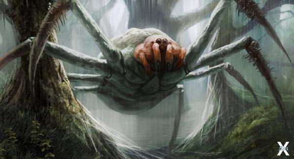 Огромные пауки - правда?
