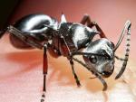 Сахарские серебряные муравьи - животные, обладающие уникальными способностями. Чем же они так интересны?