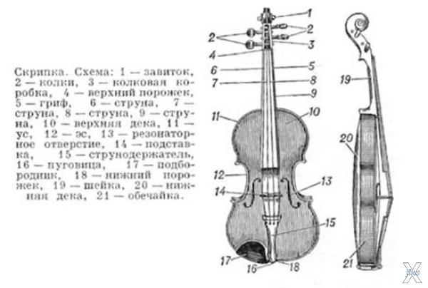 Строение скрипки
