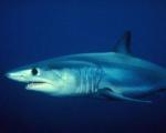 Треть акул находится на грани вымирания