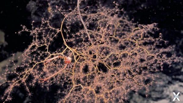  Маленький лобстер (squat lobster) сп...