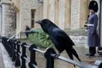Пророчества о чёрных птицах: о чём мир предупреждают вороны Тауэра, чёрный орёл Сербии и птица перевала Дятлова