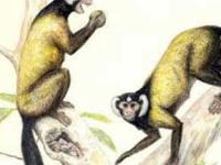 Родину человекообразных обезьян перенесли в Азию