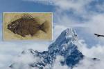 Окаменелые рыбы высоко в Гималаях: доказательство Всемирного потопа?