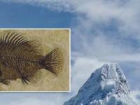 Окаменелые рыбы высоко в Гималаях: доказательство Всемирного потопа?