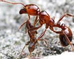 Колония аргентинских муравьев захватила мир