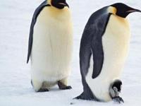 Ученые развенчали миф о заботливости пингвинов
