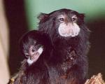 В Бразилии открыли ранее неизвестный подвид обезьян