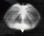 "Петрозаводский феномен" - такое название дали событиям 1977 года. Что это было - природный феномен, неудачный запуск или НЛО?