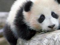 Панды вымрут через три поколения