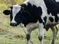 Коров могут адаптировать к последствиям потепления
