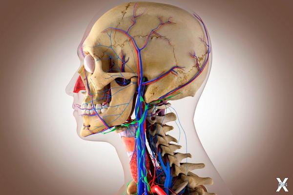 Анатомия головы человека