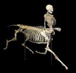 Скелет кентавра: реальный экспонат американских музеев