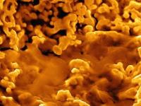 Бактерия, обнаруженная в 1976 году, может превращать металл в золото