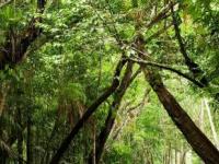Правда ли леса - это «лёгкие планеты»? Всё не так просто