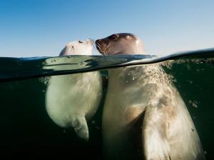 Гренландские тюлени, залив Святого Лаврентия