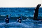 Спасатели пытаются помочь горбатому киту